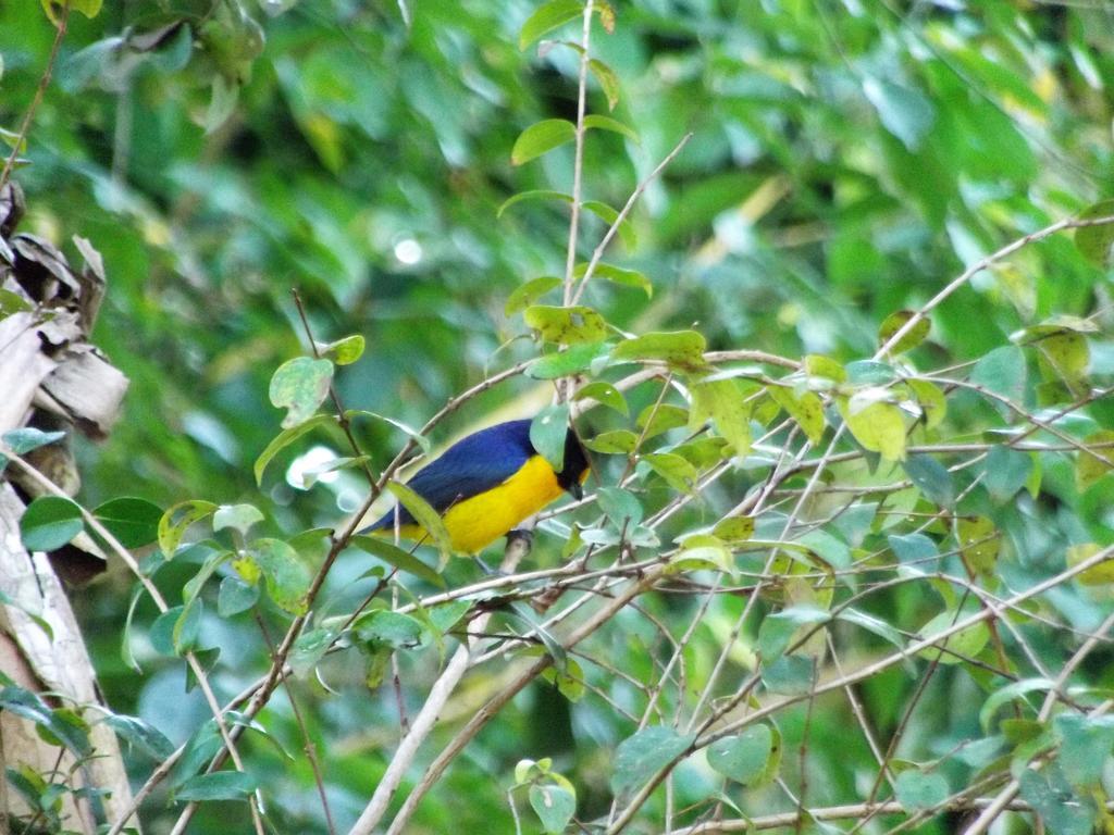 Pousada Miracolo Araquari Exterior foto